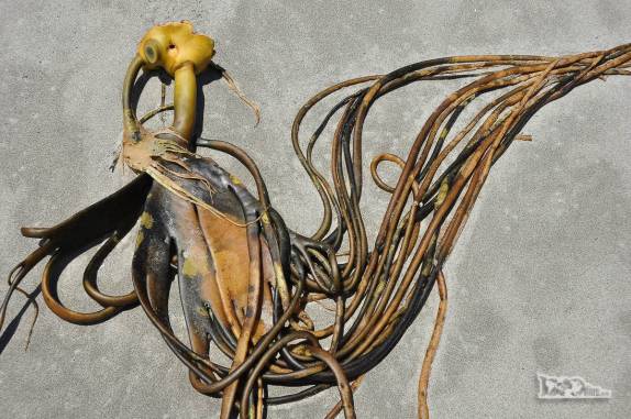 Uma estranha alga nas areias de playa Gabún, no noroeste da ilha de Chiloé, no sul do Chile